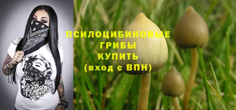 Псилоцибиновые грибы Cubensis  ОМГ ОМГ как войти  Бузулук 